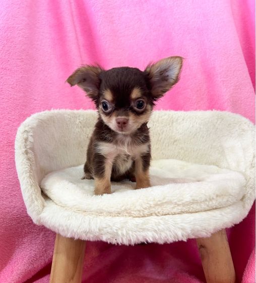 ลูกชิวาวาขนยาว รูปที่ 4