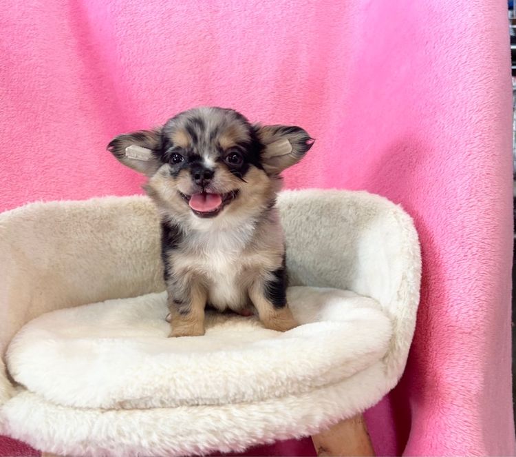 ลูกชิวาวาขนยาว รูปที่ 13