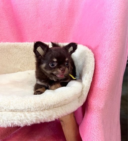 ลูกชิวาวาขนยาว รูปที่ 10