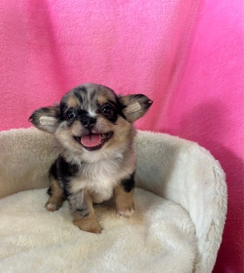 ลูกชิวาวาขนยาว รูปที่ 12