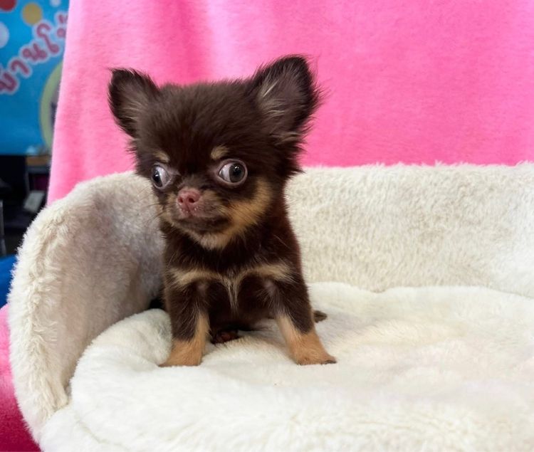 ลูกชิวาวาขนยาว รูปที่ 15