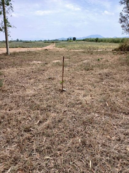 ขายที่ดินเปล่าแปลงละ 50 ตารางวา