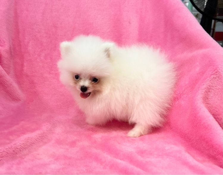 ลูกปอมเมอเรเนียนผุ้1เมีย1 ทีคัพ รูปที่ 4