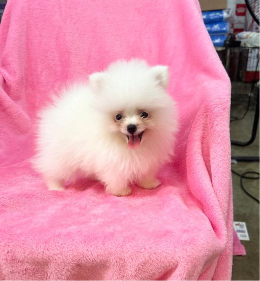ปอมเมอเรเนียน (Pomeranian) เล็ก ลูกปอมเมอเรเนียนผุ้1เมีย1 ทีคัพ
