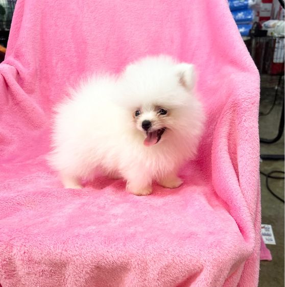 ลูกปอมเมอเรเนียนผุ้1เมีย1 ทีคัพ รูปที่ 2