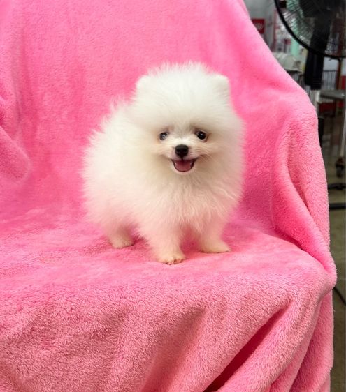 ลูกปอมเมอเรเนียนผุ้1เมีย1 ทีคัพ รูปที่ 5