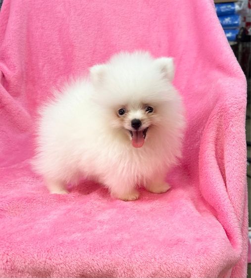 ลูกปอมเมอเรเนียนผุ้1เมีย1 ทีคัพ รูปที่ 3