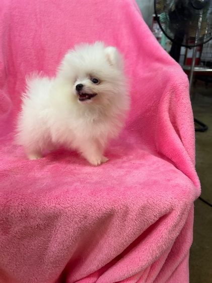 ลูกปอมเมอเรเนียนผุ้1เมีย1 ทีคัพ รูปที่ 7