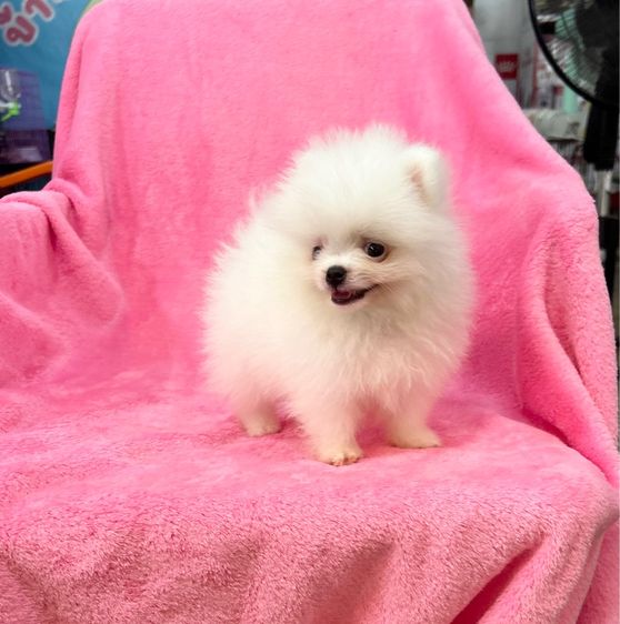 ลูกปอมเมอเรเนียนผุ้1เมีย1 ทีคัพ รูปที่ 6