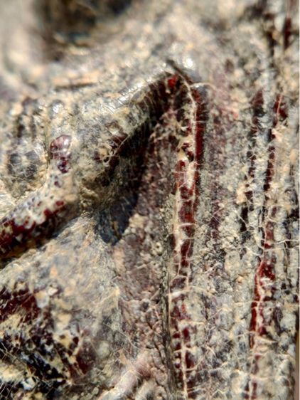 พระร่วงหลังรางปืน พิมนิยม กรุวัดพระศรีรัตนมหาธาตุราชวรวิหาร  หรือกรุวัดพระปรางค์  สุโขทัย   เนื้อตะกั่วสนิมแดง  รูปที่ 5