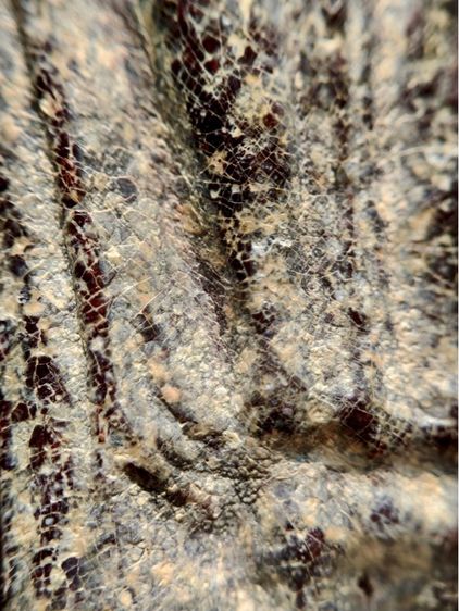 พระร่วงหลังรางปืน พิมนิยม กรุวัดพระศรีรัตนมหาธาตุราชวรวิหาร  หรือกรุวัดพระปรางค์  สุโขทัย   เนื้อตะกั่วสนิมแดง  รูปที่ 9