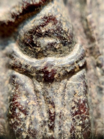 พระร่วงหลังรางปืน พิมนิยม กรุวัดพระศรีรัตนมหาธาตุราชวรวิหาร  หรือกรุวัดพระปรางค์  สุโขทัย   เนื้อตะกั่วสนิมแดง  รูปที่ 7