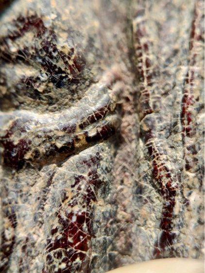 พระร่วงหลังรางปืน พิมนิยม กรุวัดพระศรีรัตนมหาธาตุราชวรวิหาร  หรือกรุวัดพระปรางค์  สุโขทัย   เนื้อตะกั่วสนิมแดง  รูปที่ 6