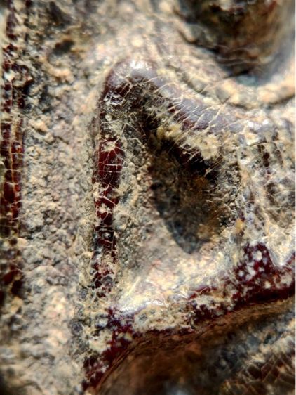 พระร่วงหลังรางปืน พิมนิยม กรุวัดพระศรีรัตนมหาธาตุราชวรวิหาร  หรือกรุวัดพระปรางค์  สุโขทัย   เนื้อตะกั่วสนิมแดง  รูปที่ 3