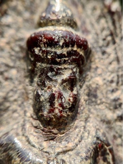 พระร่วงหลังรางปืน พิมนิยม กรุวัดพระศรีรัตนมหาธาตุราชวรวิหาร  หรือกรุวัดพระปรางค์  สุโขทัย   เนื้อตะกั่วสนิมแดง  รูปที่ 2