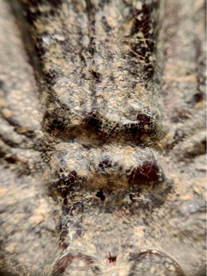 พระร่วงหลังรางปืน พิมนิยม กรุวัดพระศรีรัตนมหาธาตุราชวรวิหาร  หรือกรุวัดพระปรางค์  สุโขทัย   เนื้อตะกั่วสนิมแดง  รูปที่ 10