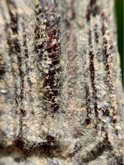 พระร่วงหลังรางปืน พิมนิยม กรุวัดพระศรีรัตนมหาธาตุราชวรวิหาร  หรือกรุวัดพระปรางค์  สุโขทัย   เนื้อตะกั่วสนิมแดง  รูปที่ 13