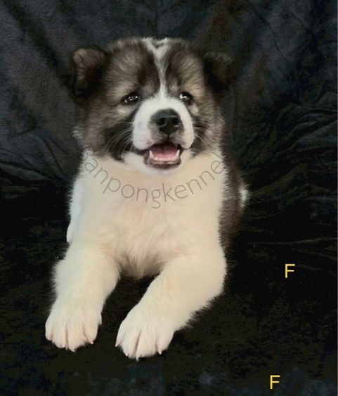 ลูกบางแก้วสาย รูปที่ 6