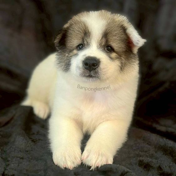 ลูกบางแก้วสาย รูปที่ 2