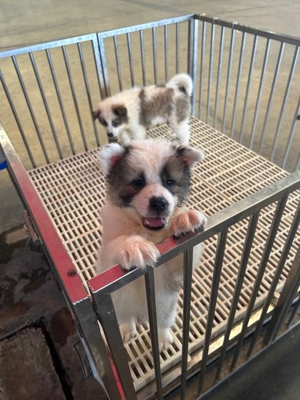 ลูกบางแก้วสาย