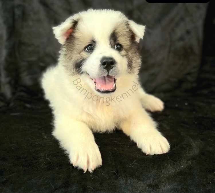 ลูกบางแก้วสาย รูปที่ 7