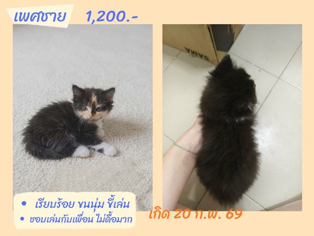 ลูกแมวสก็อตติชโฟลด์ เรทโล๊ะด่วน(คนเลี้ยงขายเอง) รูปที่ 2