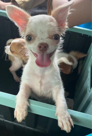 ชิวาวา ชาย 5 เดือน วัคซีนครบ รูปที่ 2