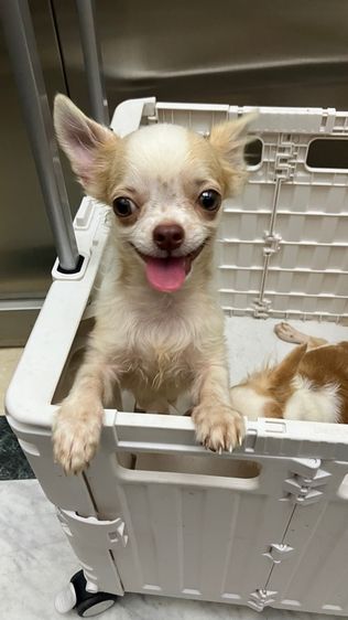 ชิวาวา (Chihuahua) เล็ก ชิวาวา ชาย 5 เดือน วัคซีนครบ