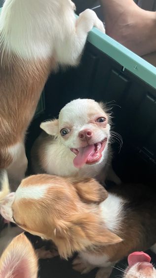 ชิวาวา ชาย 5 เดือน วัคซีนครบ รูปที่ 3