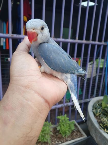 นกแก้วริงเนคเคลียเทล รูปที่ 3