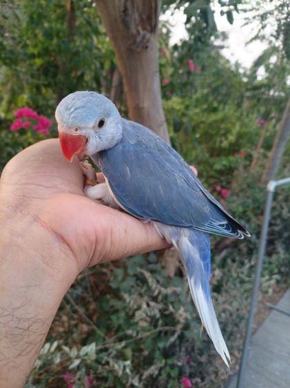 นกแก้วริงเนคเคลียเทล รูปที่ 4