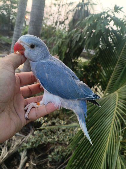 นกแก้วริงเนคเคลียเทล รูปที่ 2