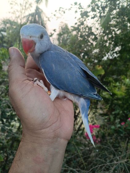 เเก้ว นกแก้วริงเนคเคลียเทล