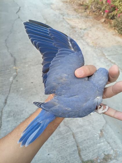 นกแก้วริงเนคสีม่วง รูปที่ 6