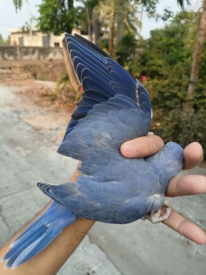 นกแก้วริงเนคสีม่วง รูปที่ 9