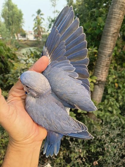 นกแก้วริงเนคสีม่วง รูปที่ 8