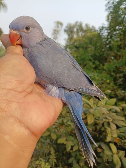 นกแก้วริงเนคสีม่วง รูปที่ 3