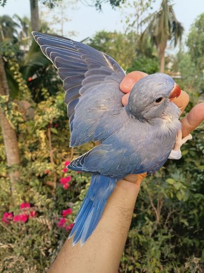 นกแก้วริงเนคสีม่วง รูปที่ 5