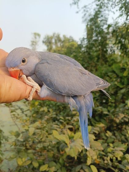 เเก้ว นกแก้วริงเนคสีม่วง