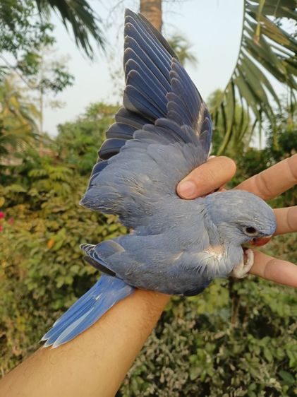 นกแก้วริงเนคสีม่วง รูปที่ 11