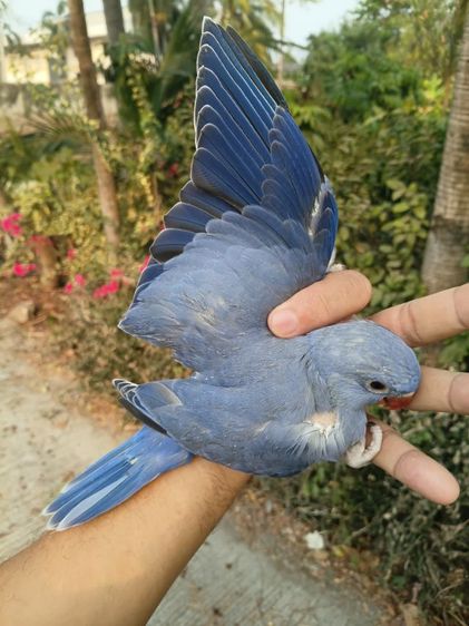 นกแก้วริงเนคสีม่วง รูปที่ 10