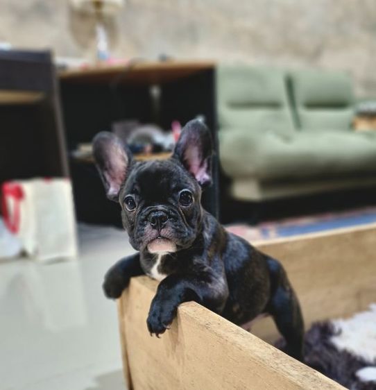 เฟรนช์บูลด็อก รูปที่ 2