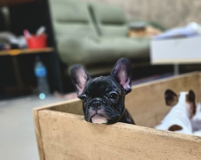 เฟรนช์บูลด็อก รูปที่ 3