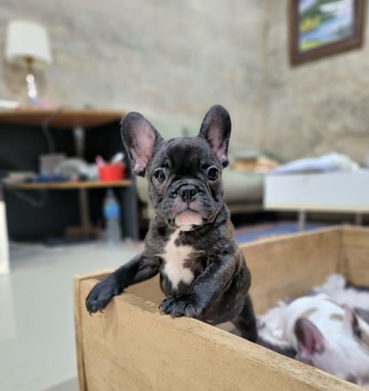 เฟรนช์ บูลด็อก (French Bulldog) เล็ก เฟรนช์บูลด็อก