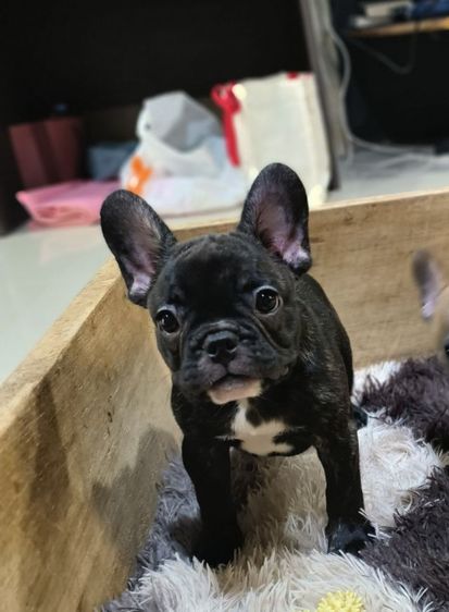 เฟรนช์บูลด็อก รูปที่ 4