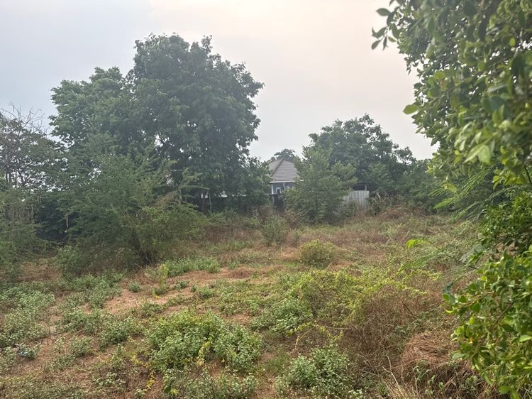 ที่หัวทะเล ติดตลาด omไนท์