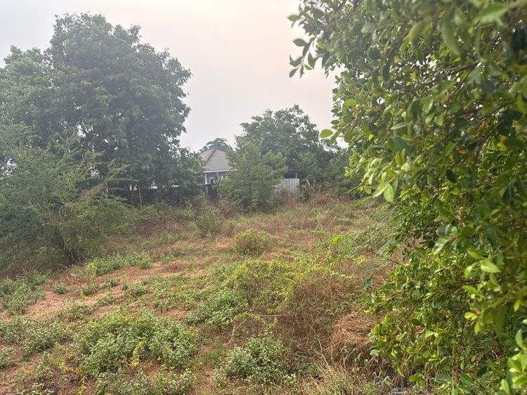 ใช่ ที่หัวทะเล ติดตลาด omไนท์ รูปที่ 2