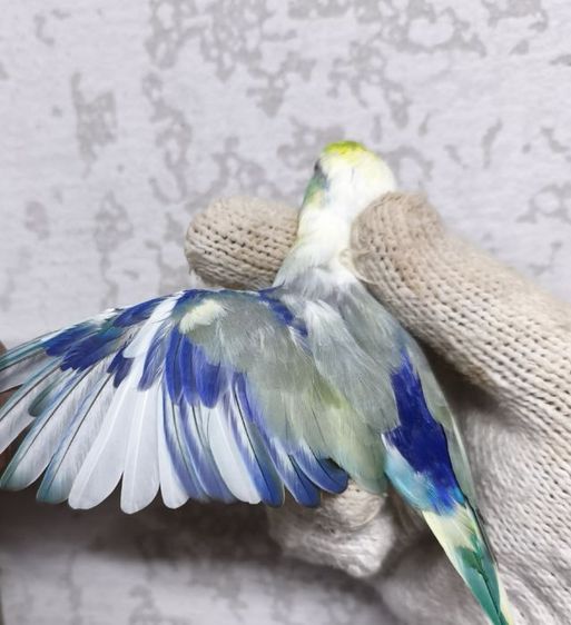 ฟอพัสเพศผู้พร้อมทำ  รูปที่ 2