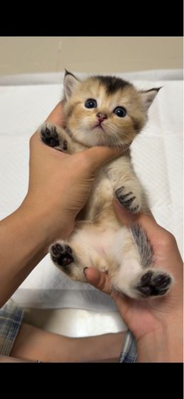 บริติช รูปที่ 3