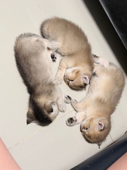 บริติช รูปที่ 5